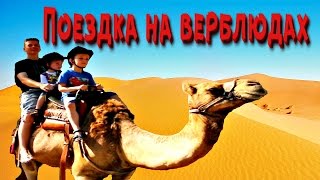 Животные для детей -  Катаемся на верблюде - развлечения для детей screenshot 5