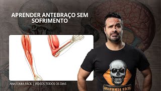 APRENDER ANTEBRAÇO SEM SOFRIMENTO - #anatomiafacil