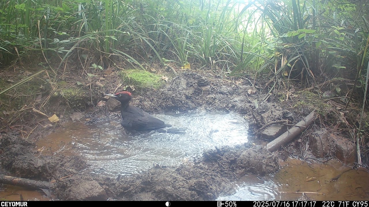 La charca III (verano 2025)