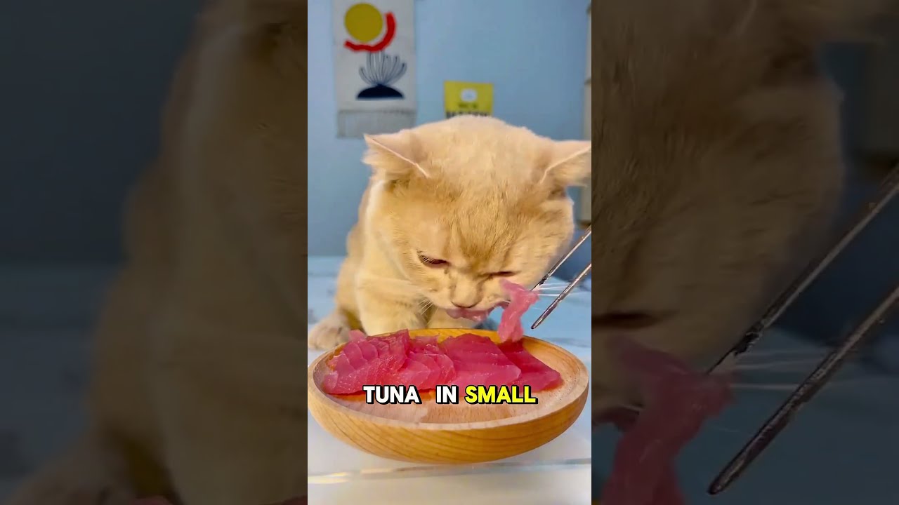 5 Human Foods That Can Kill Your Cat Shorts