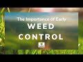 The importance of early weed control