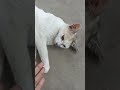 Cattitude is everything 😼#ytshorts #shorts #cats #catvideos