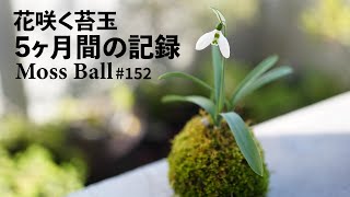 How to make blooming moss balls and a record of 5 months