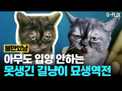 '못생겼다'며 외면받던 길냥이, 입양 후 묘생이 달라졌다?!