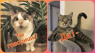 Говорящие Коты! 🐱Лучшая Подборка №16😻