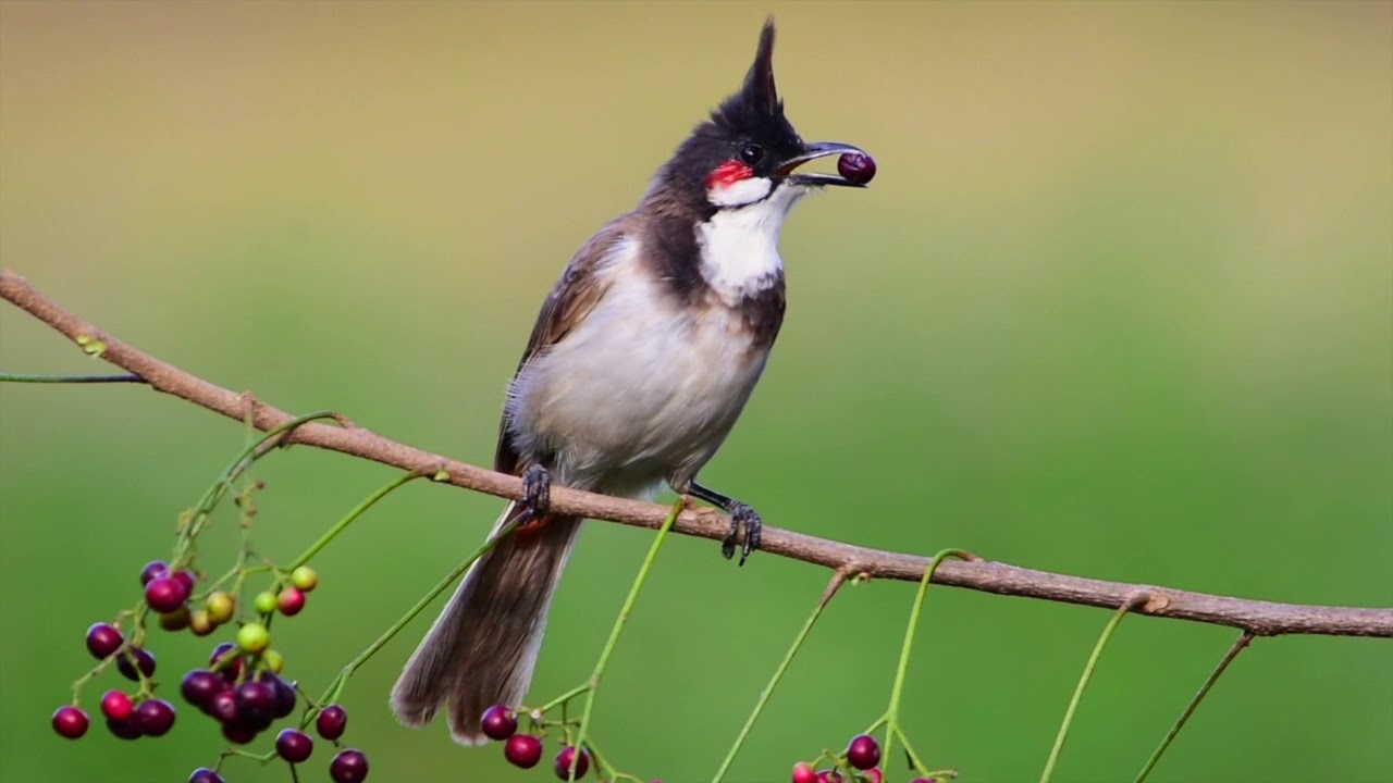 Red-whiskered Bulbul 