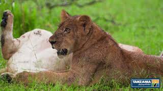Explore the hunting beauty of southern Tanzania