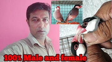 100% Black Java Sparrow male female identify.