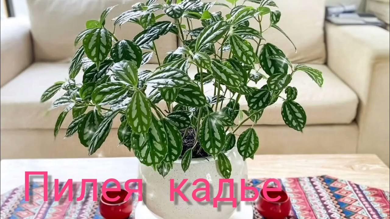 Пилея фото комнатные цветы уход