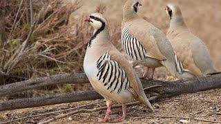 видео: Кеклик//Как вырастить здоровую молодежь// Чем кормить и чем пропаивать до месяца картинка: Кеклик//Как вырастить здоровую молодежь// Чем кормить и чем пропаивать до месяца
