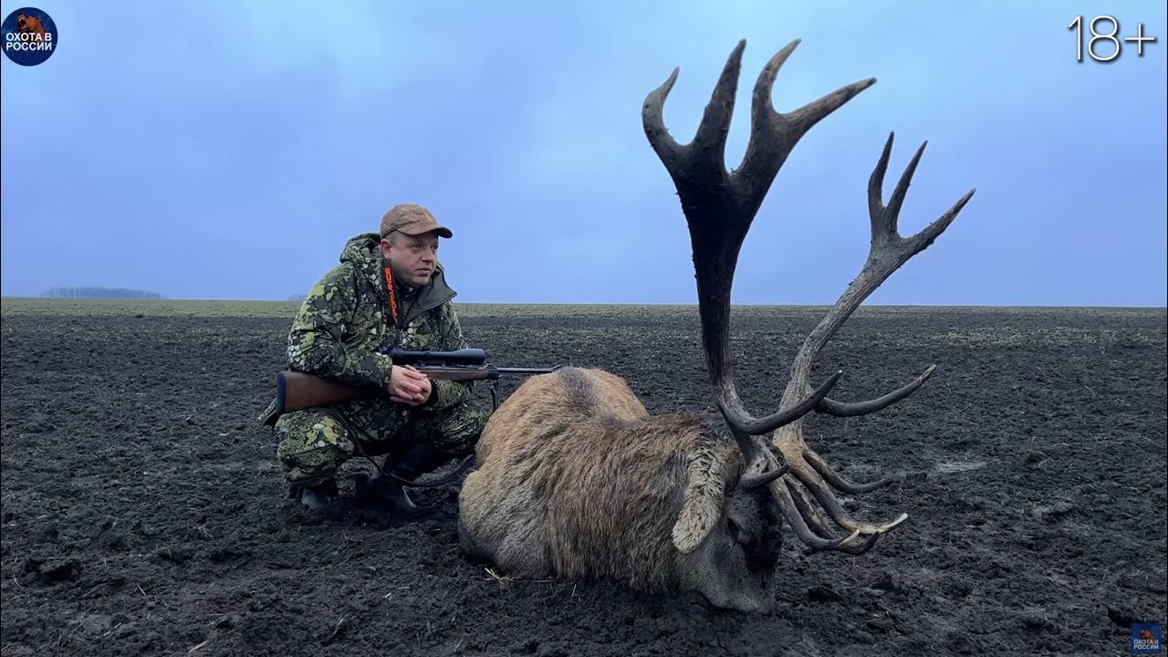Охота на кабана и благородного оленя. Лайка и волкособ работают. Баня за 75 000 руб. в час.