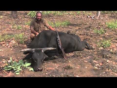 Fat Kid Hunting Tree Pigs Fail from YouTube · Duration: 38 seconds Fat Kid Hunting Tree Pigs Fail from YouTube · Duration: 38 seconds