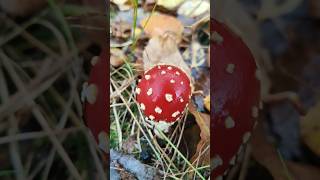 Grzyby Mushrooms #mushroom #found  #wood #red #beautiful #little #fun #adventure #nature #grzyby