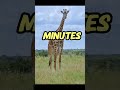 “Giraffes Only Sleep 30 Minutes a Day 🦒”