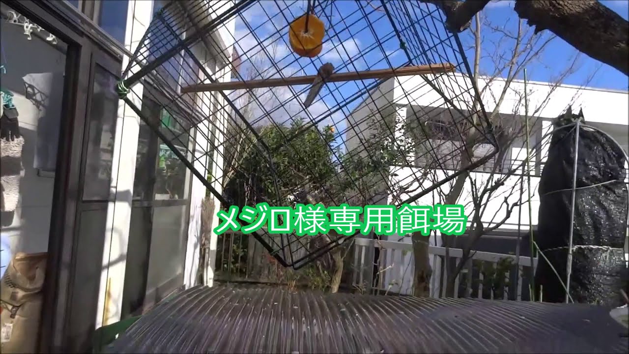 メジロ専用ヒヨドリ除け餌場