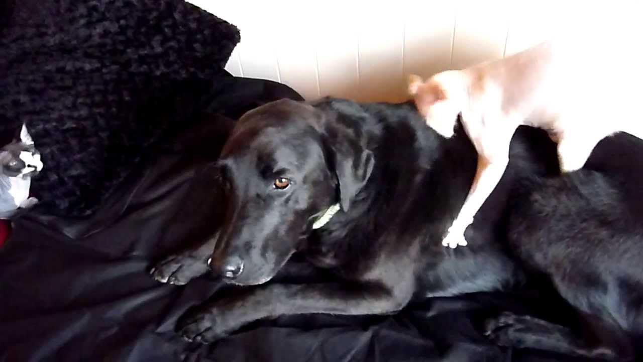 Sphynx cat loves dog - YouTube
