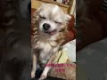 @保護犬望愛モカの成長期、Kevinは何時も寄り添いながら、毎日を過ごす