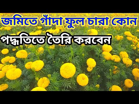 ভিডিও: একটি স্ন্যাপড্রাগন ফুল বাড়ানো (35 টি ছবি): খোলা মাঠে রোপণ এবং যত্ন। কখন বীজ বপন করতে হবে? কিভাবে বাড়িতে Antirrinum চারা রোপণ?