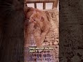 #cat #catlover #catlovers #kucing #kucinglucu #cats #shorts #catshorts #shortvideo #shortsvideo
