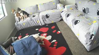 The Basenji Boys up to no good - Camera Attack!