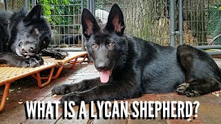 What Is A Lycan Shepherd?