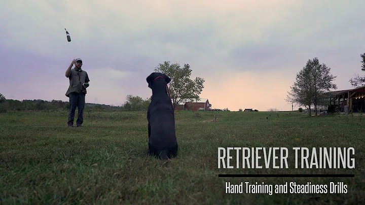 Formal Hand Training and Steadiness With Your Gundog - Hunting Dog Training