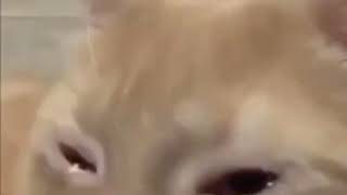 cat crying to bladee