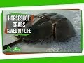 Horseshoe Crabs Saved My Life