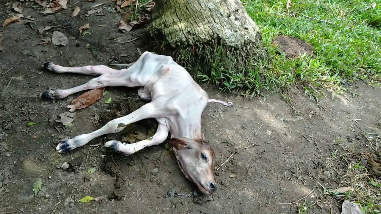 Sapi beranak/melahirkan dengan cara kawin suntik bibit brahman - YouTube