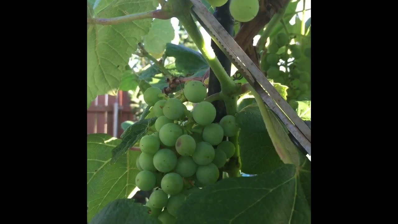 #14 Part 2 Grape Clusters - Thinning For Bigger Berry Size, Better Flavor,Taste & Quality Of Grapes