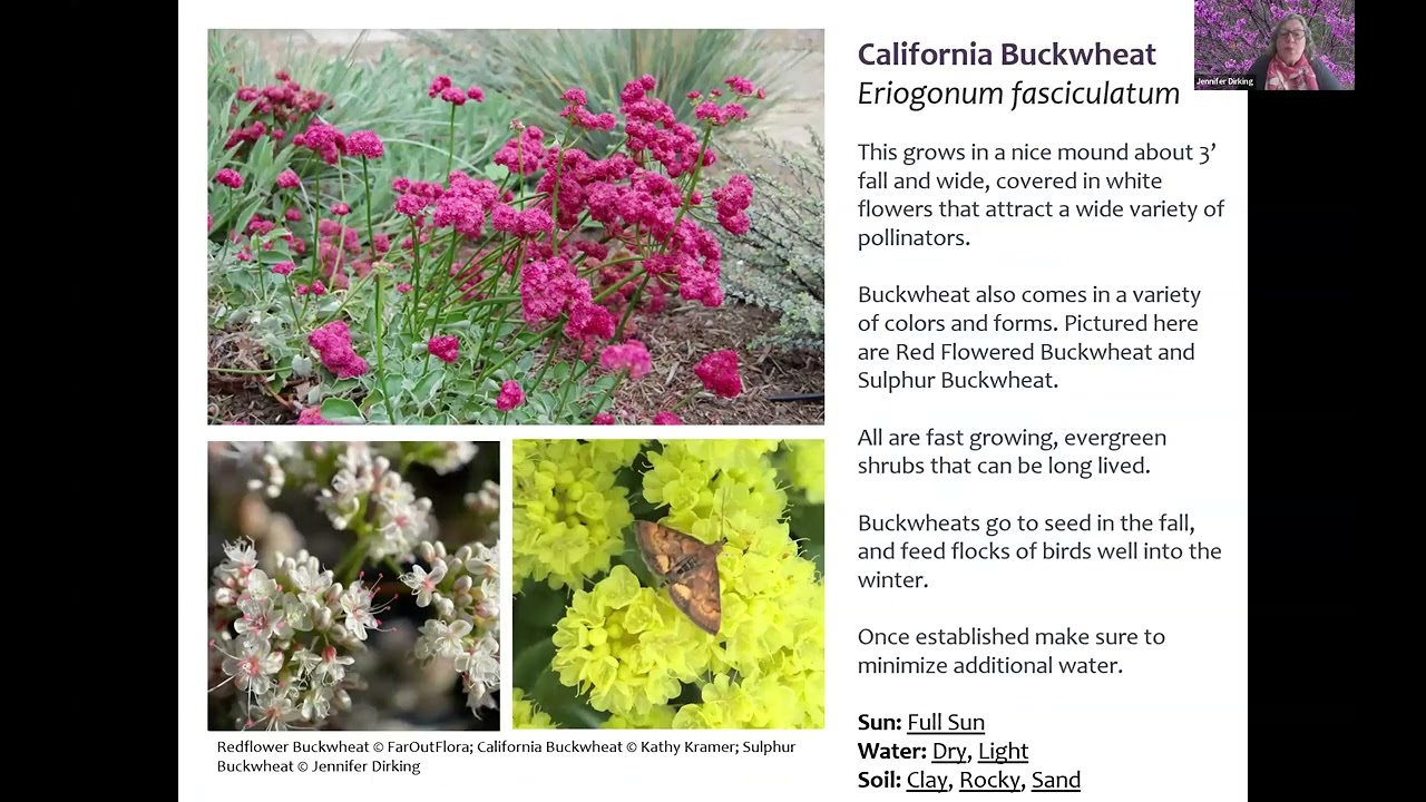 California Native Plants Recommended for Firescaping
