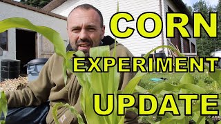 Growing corn in soil with nitrogen deficiency - first results