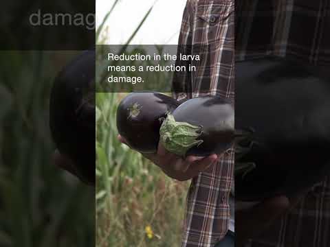 Video: Põllumajanduslikud kahjurid: päevalillerohi