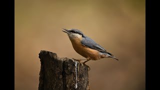 Birds at The Manor