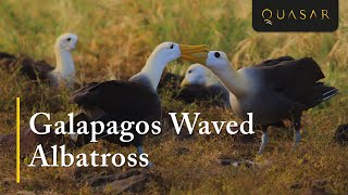 Galapagos Waved Albatross - Largest Sea Bird Video