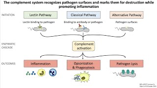 Lecture 2c: Programmed Cell Death and The Complement System