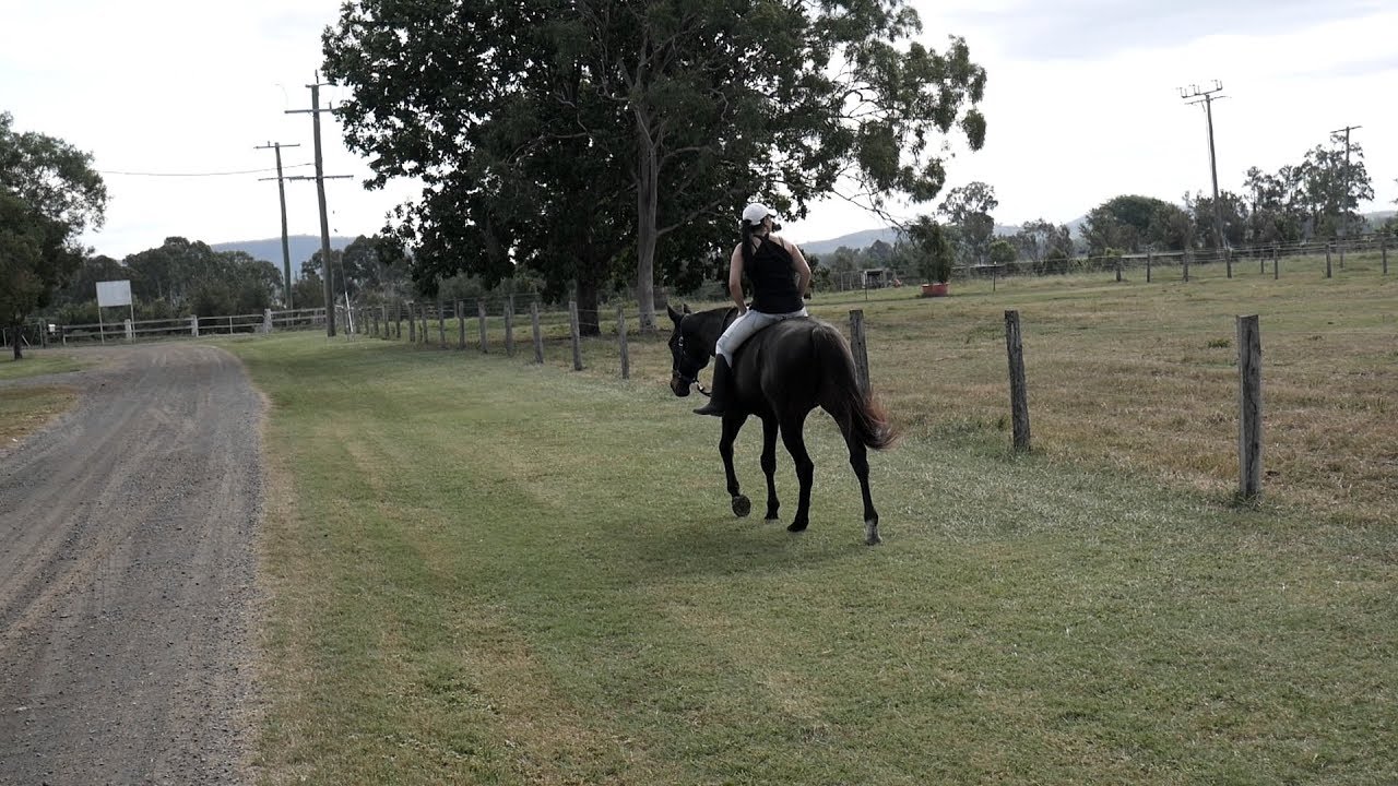 BLACKIE OUT ON ROAD RIDE BAREBACK HALTER AND LEAD