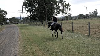 BLACKIE OUT ON ROAD RIDE BAREBACK HALTER AND LEAD