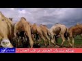 بشريات الخريف من المراعي وادي هور