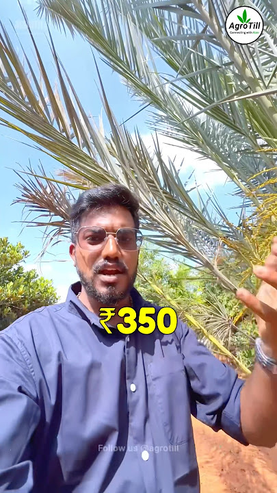 Have you ever 🌴 seen a date palm tree?