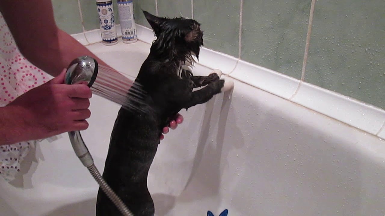 Видео кота в ванной. Кот в ванне. Кошка моется. Кот купается в душе. Кошка купается в ванной.