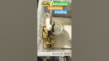Firefly ball python hatchling feeding #shorts #ballpython