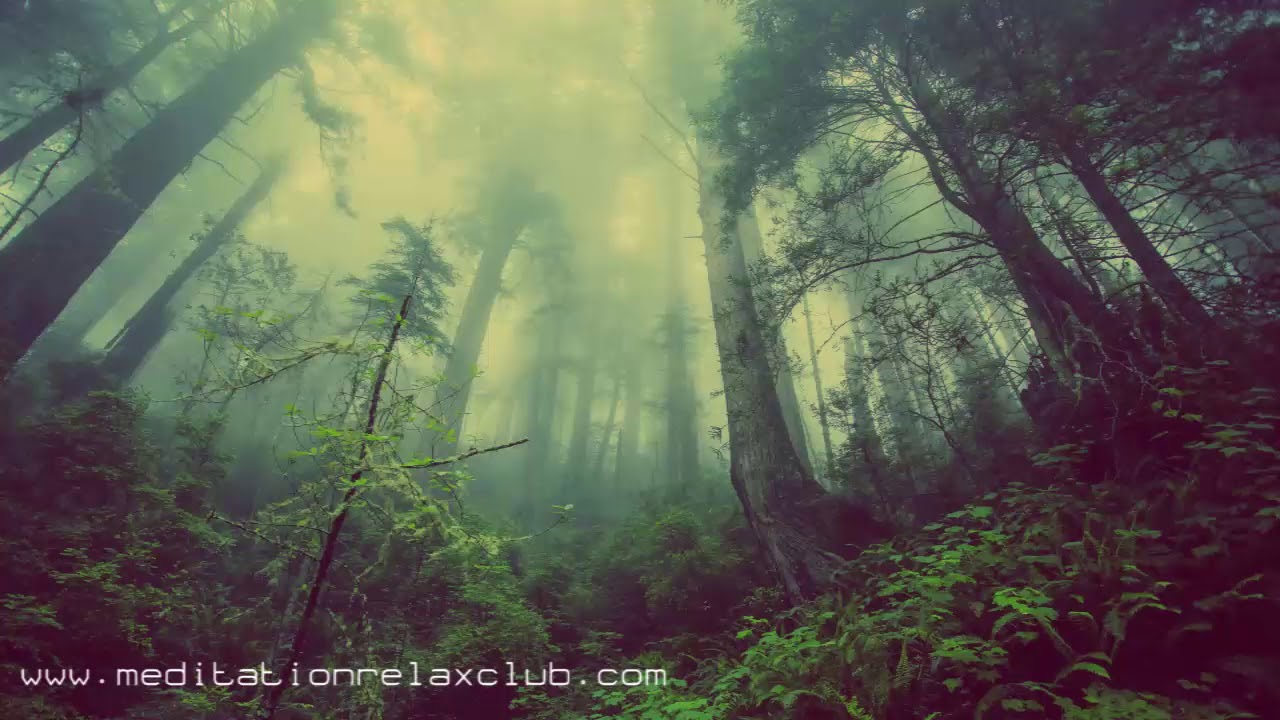 Natural Cure Music: Calm Relaxing Songs for Stress Relief, Forest & Ocean Sounds calming music classical