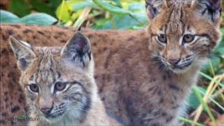 Nationalpark Bayer. Wald: Junge Luchse (Lynx lynx) lernen spielend