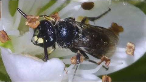 Hawaiian bees are first on US endangered species list