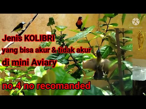 Video: Tanaman gantung apa yang menarik kolibri?