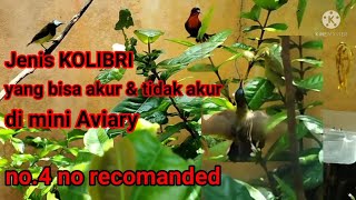 Jenis-jenis kolibri yang bisa di digabung di mini Aviary