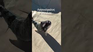 Λαγοκέφαλος γαιδούρι