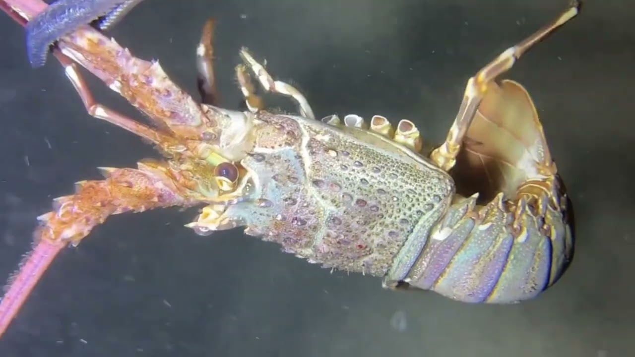 What's interesting at the beach today? Watch until the end of the video to find out!