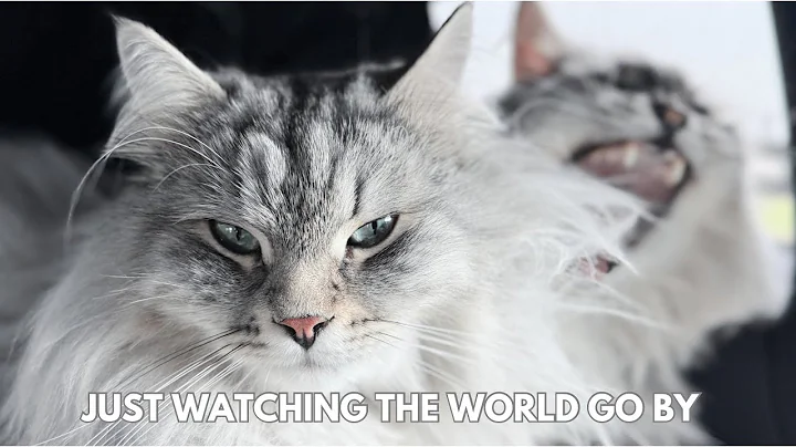 Video 11452981: siberian forest cat, beautiful forest cat